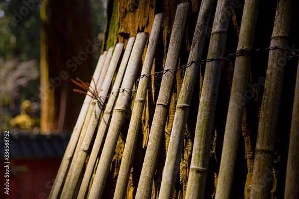 Obraz bamboo forest in japan