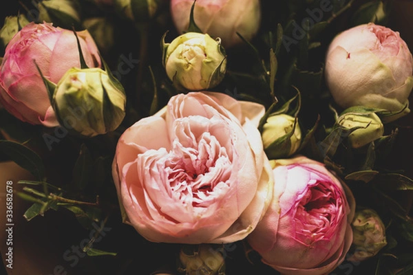 Obraz Pink Roses on a Dark Background. Bouquet of Tender Peonies