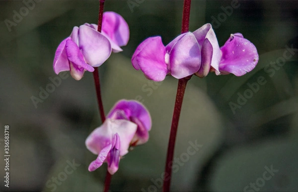 Obraz pink and purple