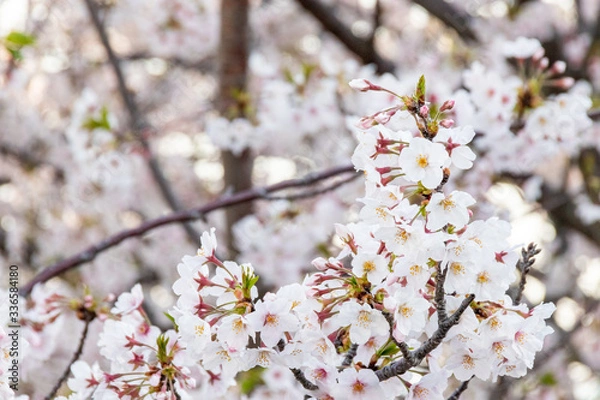 Fototapeta 横浜みなとみらいの桜（撮影場所：横浜国際橋）