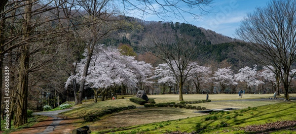Obraz 満開！樹木公園のソメイヨシノ