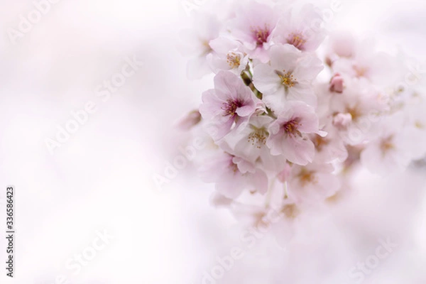 Obraz 桜　さくら　cherry blossoms