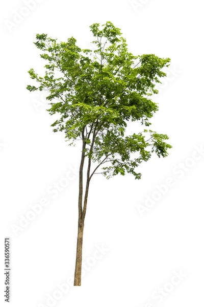Obraz Trees on a isolated white background