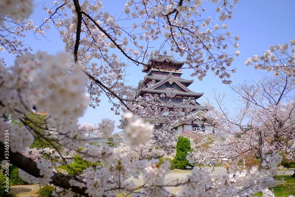 Fototapeta 京都　伏見桃山城の桜