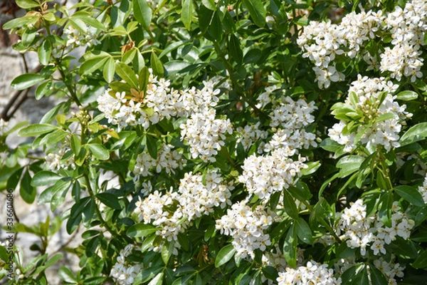 Fototapeta Oranger du Mexique