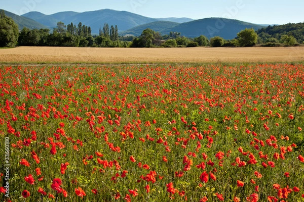 Obraz Provence : Champ de coquelicots