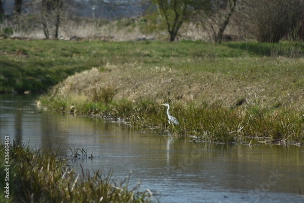 Obraz Graureier beim fischen
