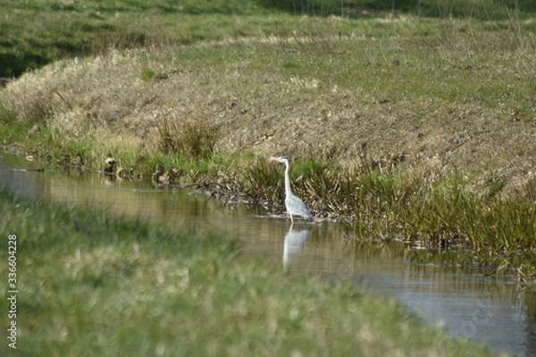 Obraz Graureier beim fischen