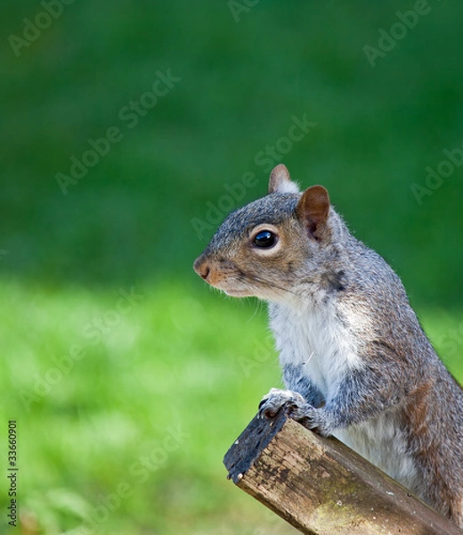 Fototapeta Grey Squirrel head shot