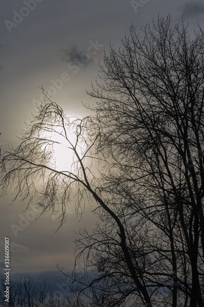 Obraz Natural background. Tree branches against the setting sun