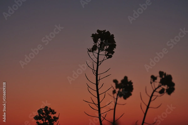 Obraz flower silhouette in sunset 