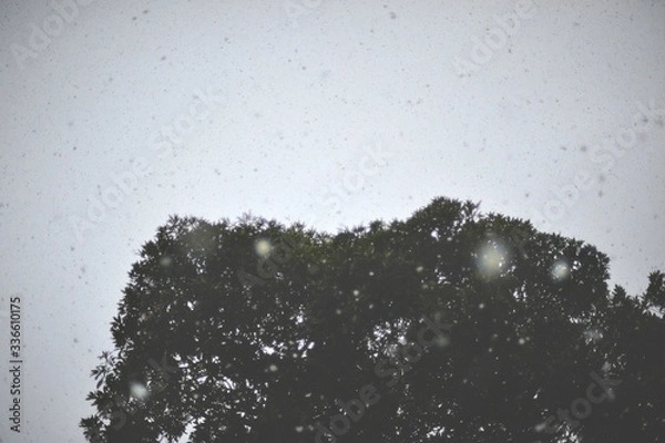 Fototapeta snow falling