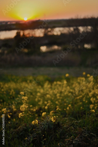 Fototapeta Rape blossoms