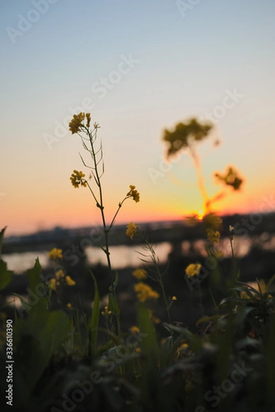 Fototapeta Rape blossoms and sunset