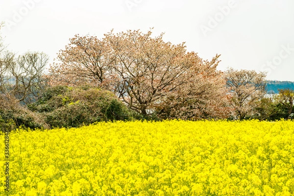 Fototapeta 長崎鼻の桜