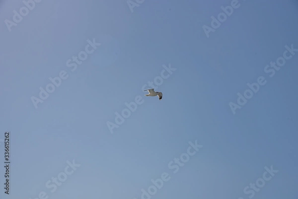 Obraz 飛ぶカモメ 4