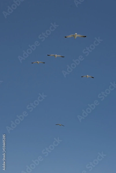 Obraz 飛ぶカモメ 3