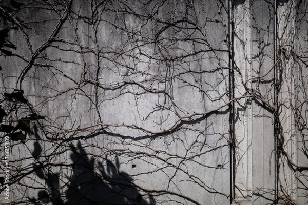 Obraz 木の影が壁に描かれる