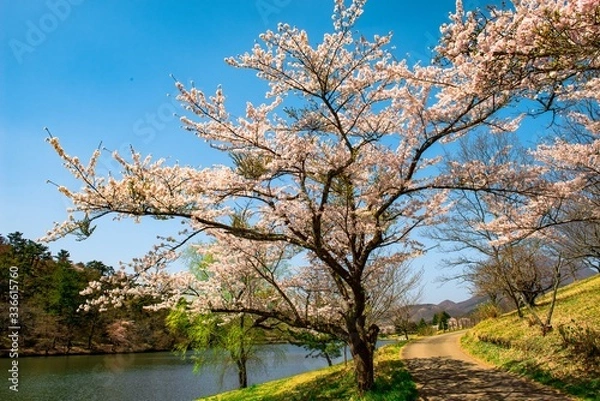 Fototapeta 志高湖の桜