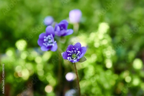 Obraz Flowering violets in the forest