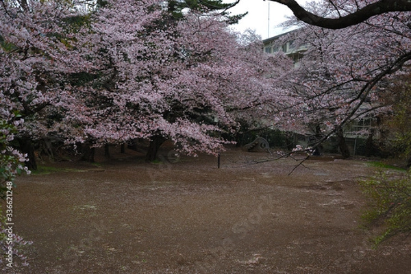 Obraz sakura in a park