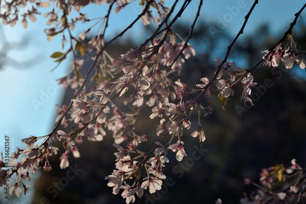 Obraz sakura in Tokyo