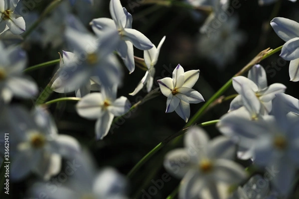 Fototapeta Spring starflower