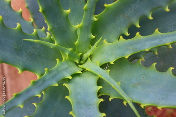 Obraz cactus close up