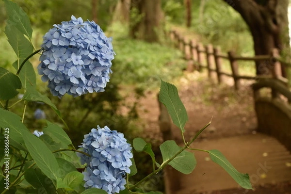 Obraz 道沿いの紫陽花