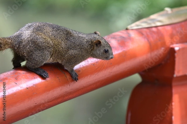 Obraz タイワンリス