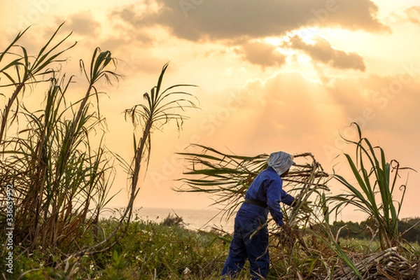 Obraz 日本最南端、沖縄波照間島のサトウキビ収穫
