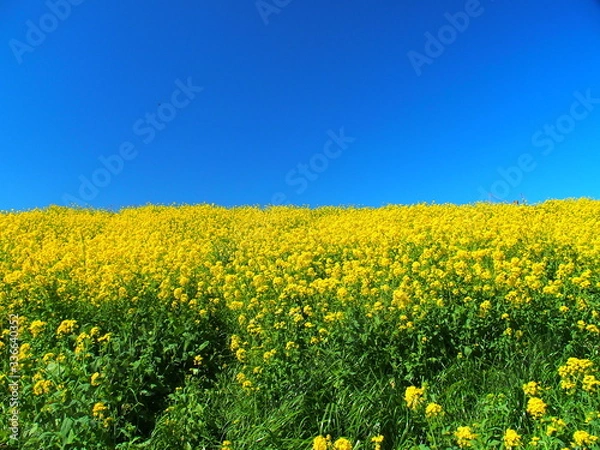 Fototapeta 満開の菜の花咲く春の江戸川土手風景