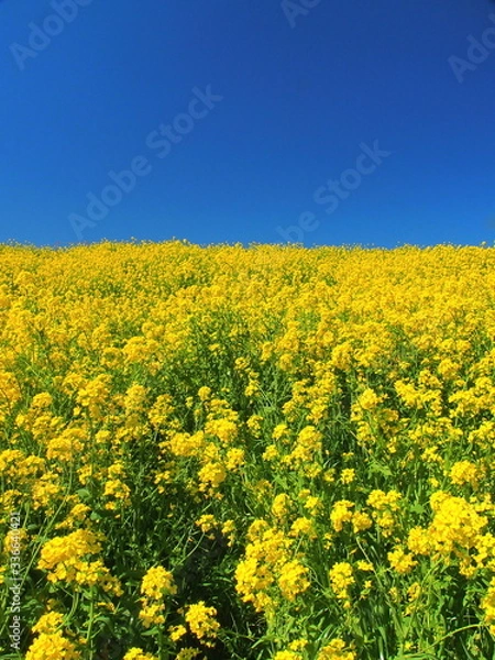 Obraz 満開の菜の花咲く春の江戸川土手風景