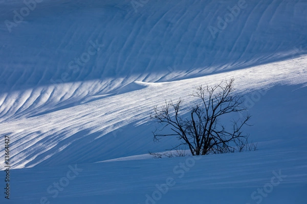 Fototapeta snow covered tree
