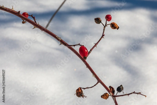 Obraz red berries on a branch