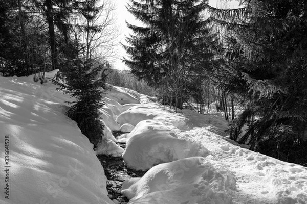 Fototapeta winter in the forest