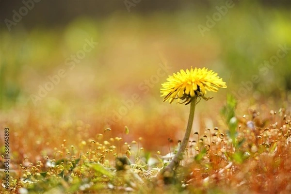 Obraz 노랑 민들레꽃과 민들레 홀씨 그리고 이끼와 네잎크로바가 있는 작은 숲속 이야기