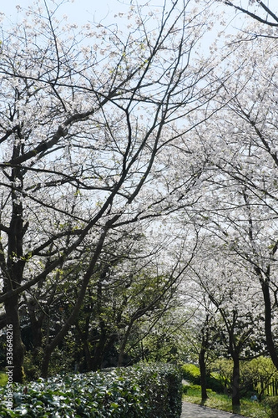 Obraz 遊歩道の空を埋め尽くすソメイヨシノの桜