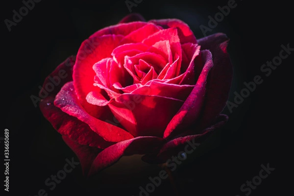 Fototapeta Close up of a beautiful Rose Flower