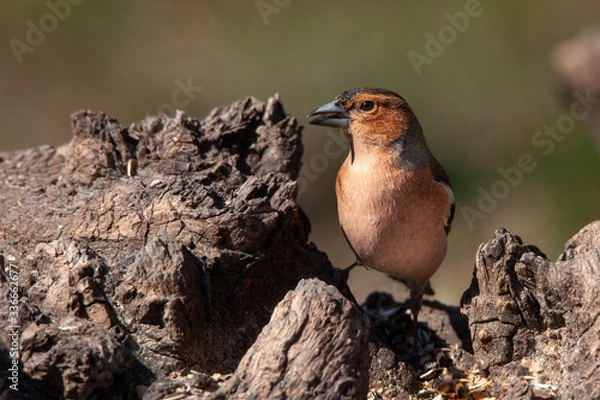 Fototapeta fringuello