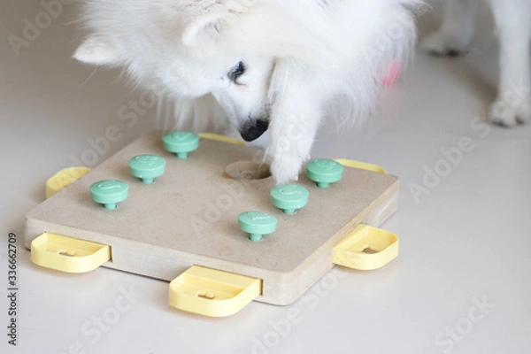 Fototapeta Dog playing Intellectual game. Training game for dogs.