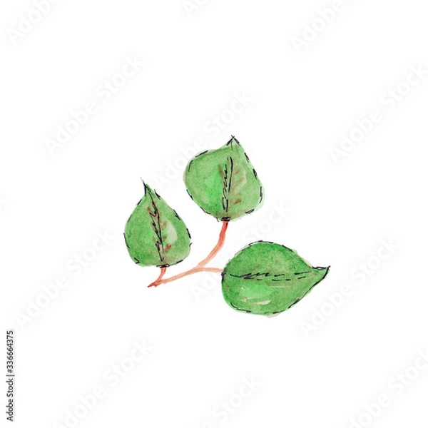 Obraz green leaves isolated on white background