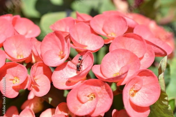 Obraz Avispa en flores