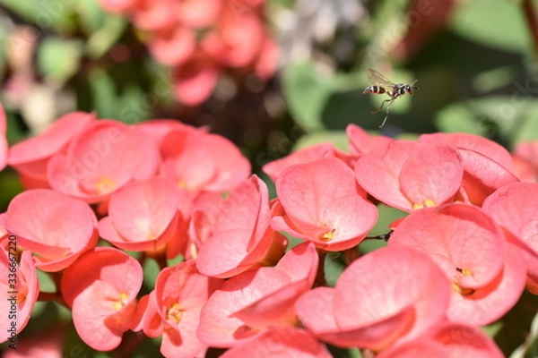 Obraz Avispa en flores