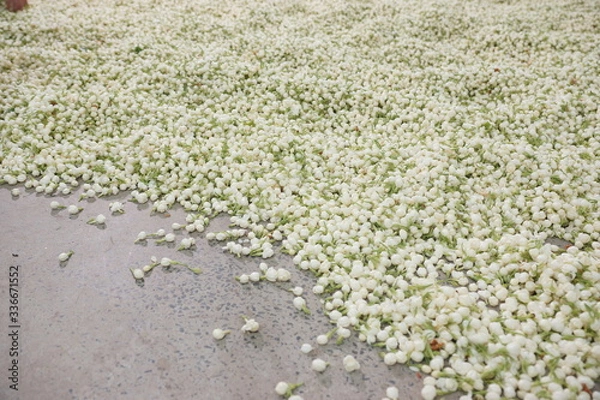 Obraz 쟈스민차를 만들기 위해 쟈스민 꽃봉오리를 수확해서 모아놓은 모습