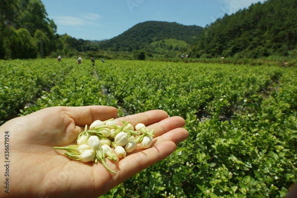 Obraz 쟈스민차를 만들기 위해 쟈스민꽃을 기르는 중국의 농장 