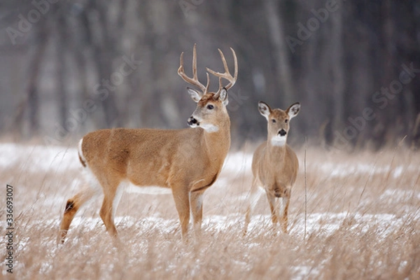 Obraz Jeleń bielik, Odocoileus virginianus