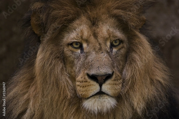 Obraz löwe