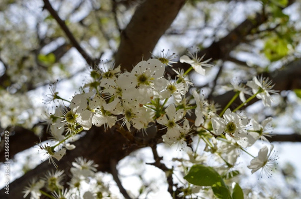 Obraz white blossoms