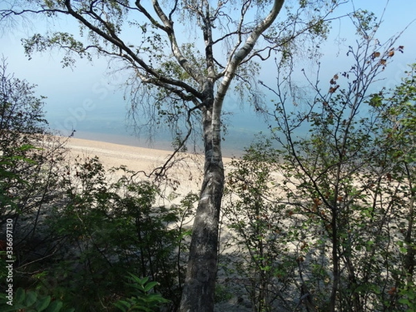 Obraz trees in the desert